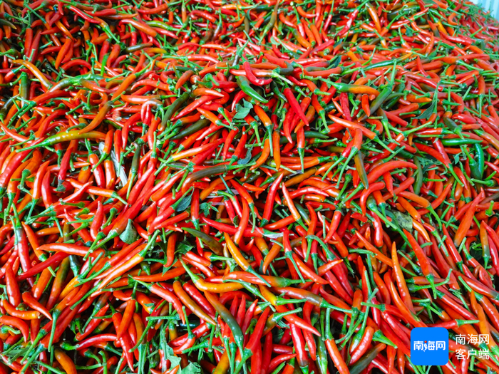 海南东方朝天椒。记者 李绍远 摄