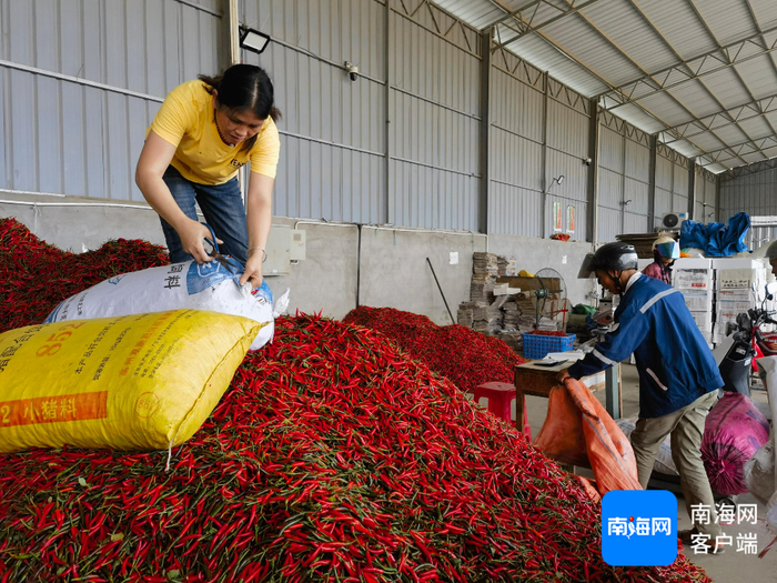 东方大田好稼农产品交易中心内，收购商收购朝天椒。记者 李绍远 摄