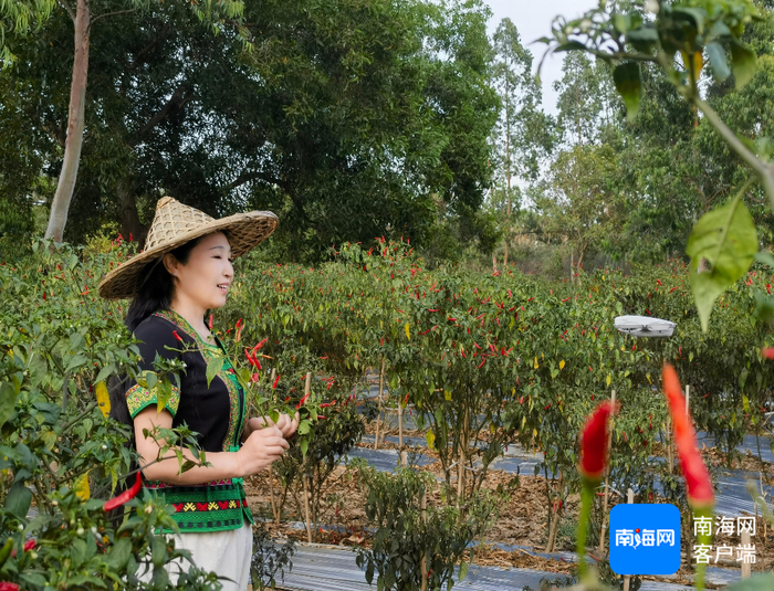 新东方人王女士在种植基地录制视频推介东方朝天椒。记者 李绍远 摄