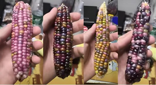“彩色琉璃”玉米（作者种植拍摄）