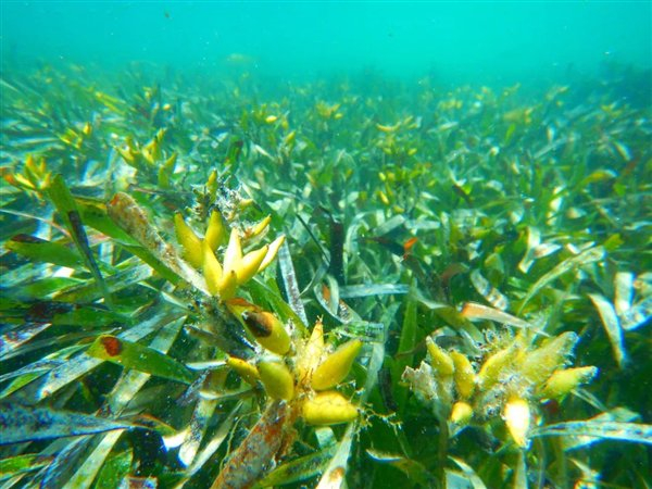 △ 海草Posidonia australis的果实
