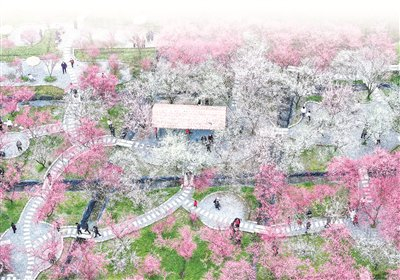 2月15日，四川省华蓥市禄市镇凉水井村生态园内梅花绽放。 图片来源：视觉中国