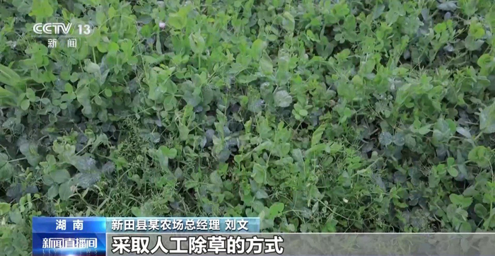 新田县某农场总经理 刘文：我们全部坚持有机种植，没有打任何除草剂，会定期或者不定期，采取人工除草的方式，对杂草进行清理。