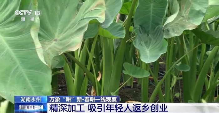 湖南某农业开发有限公司总经理 何子凤：10年前包地的时候，那时候只有几十亩，包几十亩，慢慢到现在有1000多亩。