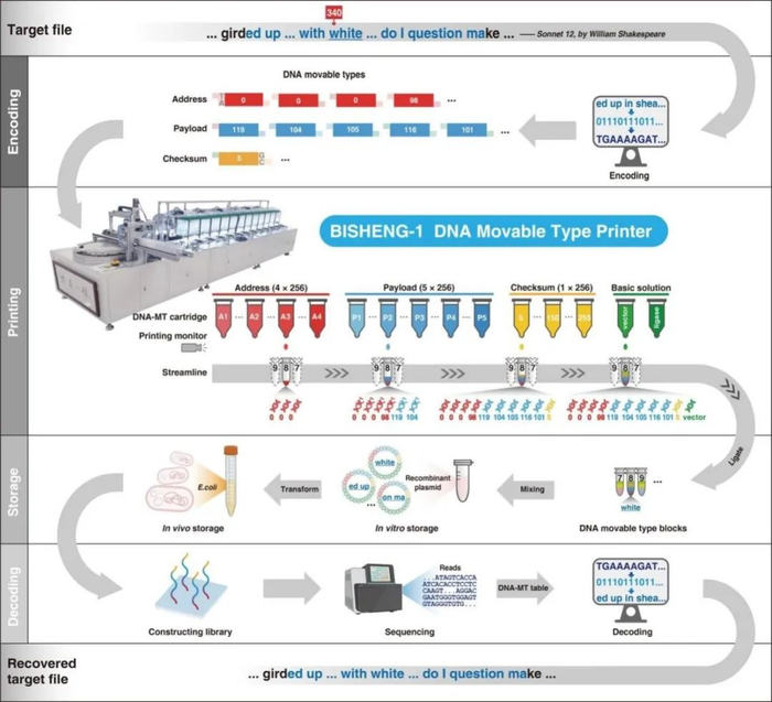 ▲ DNA 活字存储流程图