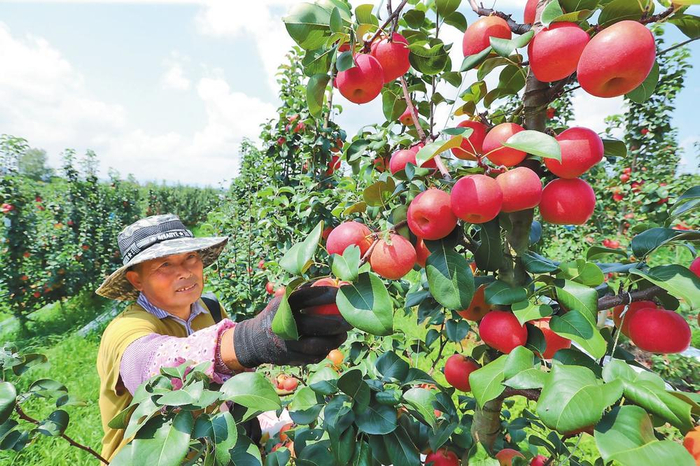 　　农户在采摘第二代红梨“彩云红”。记者 杨峥 摄