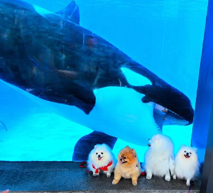 妞妞生日时，邬跃敏带它去了海洋公园。受访者提供