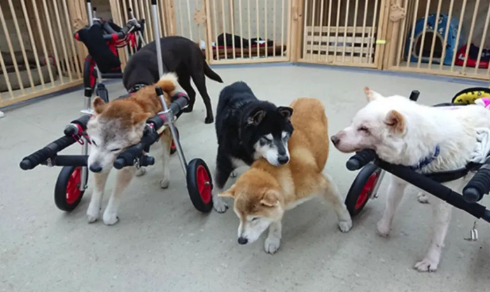 日本宠物养老院里面的老年宠物狗。资料图片