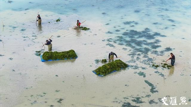 3月7日，宿迁市泗洪县半城镇现代渔业精品园螃蟹塘内，蟹农们正在打捞伊乐藻准备出售。刘烨 摄 视觉江苏网供图