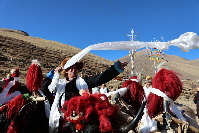 图为村里的长者正在为耕牛献哈达