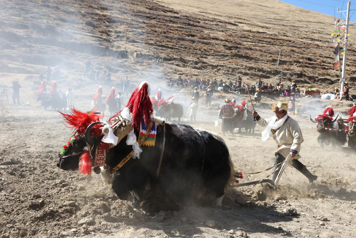 图为索朗边久老人正在赶着自家的耕牛耕地