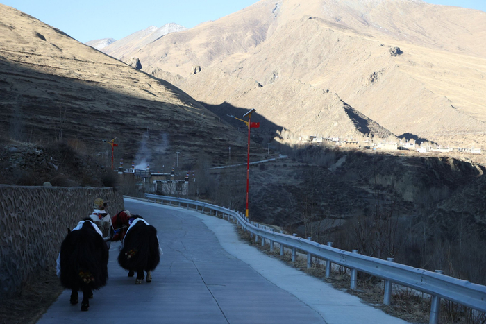 图为索朗边久老人牵着耕牛赶赴开耕仪式现场