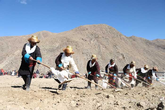 图为村民们开始翻耕