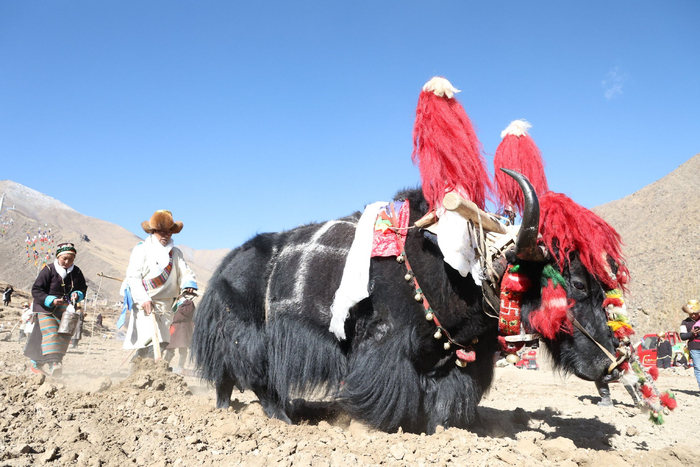 图为开耕仪式正式开始