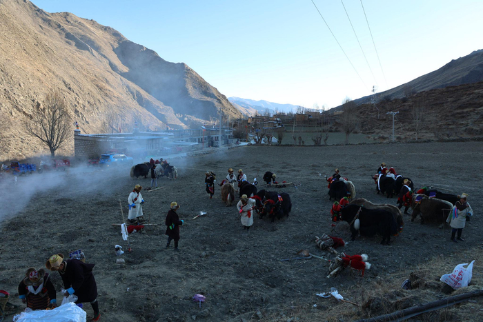 图为参加春耕仪式的耕牛陆续到开耕仪式现场