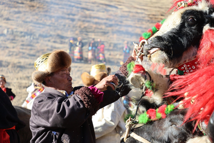 图为村里的长者正在喂耕牛青稞酒