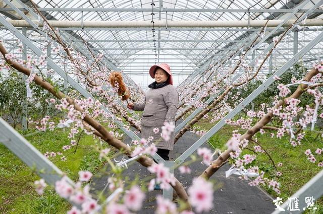 3月4日，果农在张家港市乐余镇一家生态果园内给桃树进行人工授粉，为丰产丰收打好基础。陈佳琪 摄 视觉江苏网供图