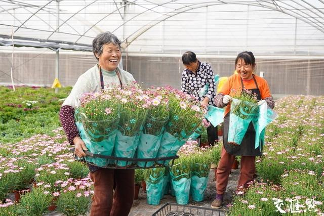 3月10日，由常熟市农业龙头企业培育的盆花已进入成熟期，工作人员加强管护，为上市销售做好准备。张轩硕 摄 视觉江苏网供图