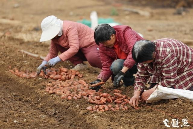 3月12日，红薯育苗正当时，徐州市贾汪区土盆村，村民正在进行摆薯、培土、盖膜，一派农忙景象。高刚 摄 视觉江苏网供图