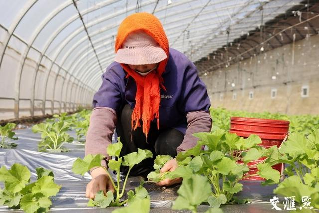 3月16日，在连云港市海州区的岗埠农场温室大棚里，职工正在给洋香瓜苗打杈，促进主蔓的生长。陶桂军 摄 视觉江苏网供图