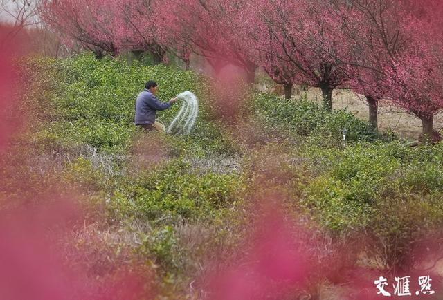 3月5日，句容市农民抢抓农时，在茶园进行施肥等管护工作，确保春茶丰产丰收。钟学满 摄 视觉江苏网供图