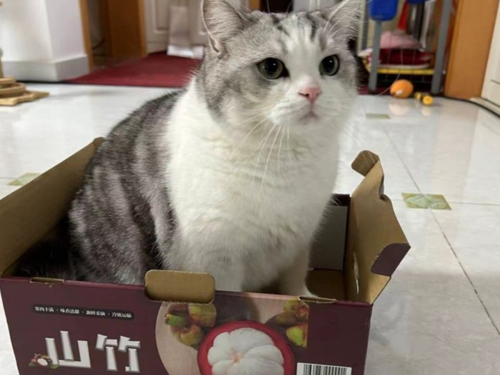 吴迪的小猫。受访者提供