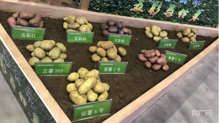 云南各品种的马铃薯（央广网记者  魏文青  摄）