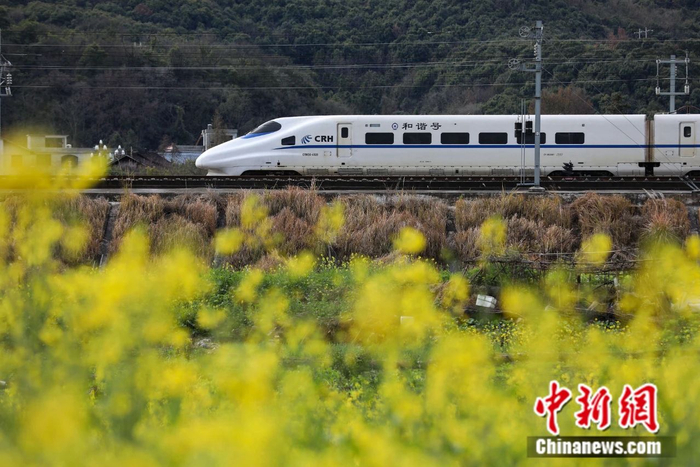  动车组列车从贵广高铁黔东南州从江县境内的油菜花田旁驶过。中新社记者 瞿宏伦 摄