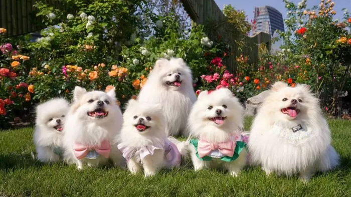 身着漂亮小衣服的博美犬们。受访者提供