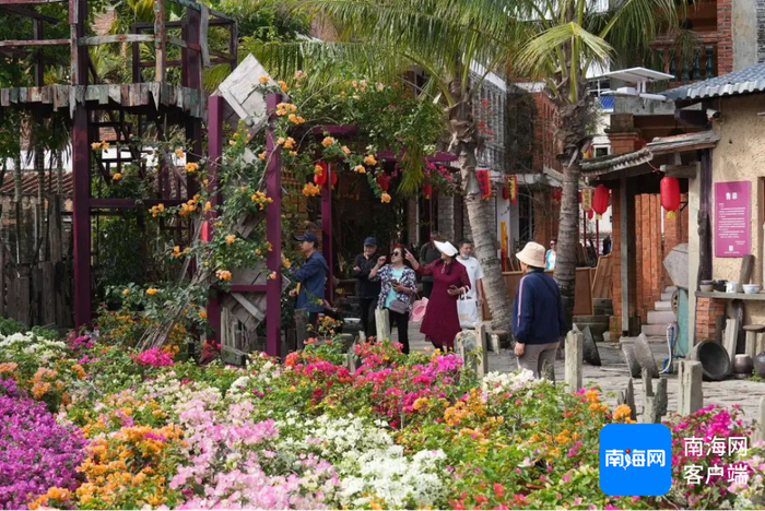 万城镇溪边村，游客在三角梅花海中游览。符桃心 摄