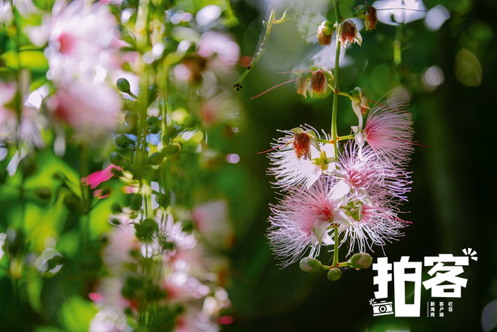 南海网拍客专栏摄影师 李秋华 摄