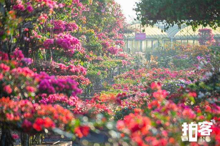 姹紫嫣红的三角梅。南海网拍客专栏摄影师 罗长英 摄