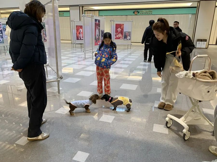 穿着衣服的腊肠犬，在苏河湾万象天地和小伙伴快乐社交。沈思怡 摄