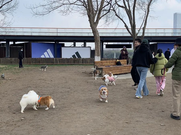 周末的徐汇滨江，被许多网友戏称为“狗比人多”。沈思怡 摄