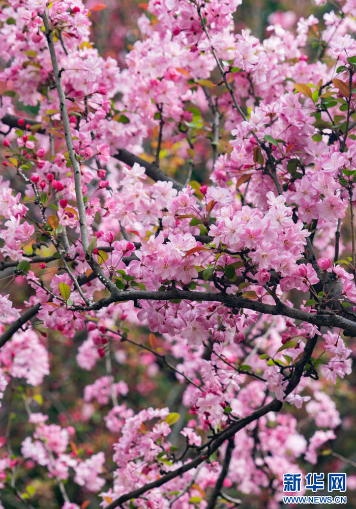 圆通山公园一角（3月8日摄）。新华网发（郑益 摄）