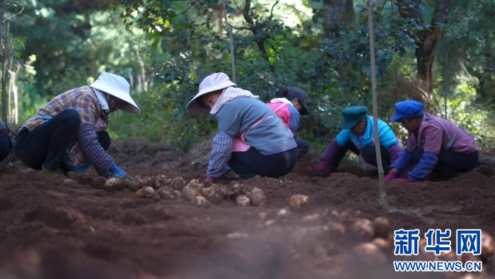 云南禄劝当地群众正在采挖天麻（资料图）。新华社发