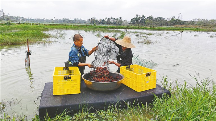 　　在海口大塘村稻虾综合种养基地，工人起笼将小龙虾倒进盆里。海南日报全媒体记者 陈彬 摄