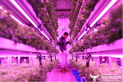 ▲在第四届多多农研大赛中，上海农科院队为植物工厂的生菜进行补光。（摄影 倪永孝）