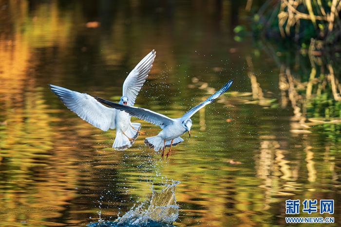 双鸥戏水（1月18日摄）。新华网发（李嘉炜 摄）