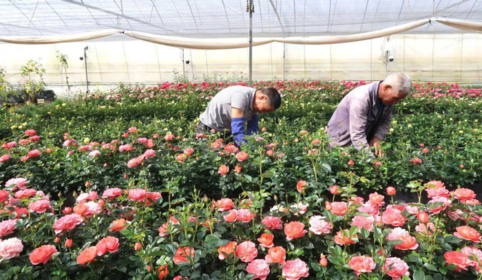 目前，全市累计有45个玫瑰鲜切花品种获得自主知识产权品种。普琼 摄（资料图）