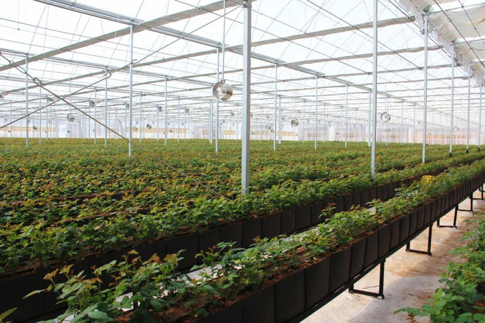 云南元丰祥农业科技有限公司智能化的花卉温室大棚，种植槽内已经种上了玫瑰花苗。陈苏欣 摄（资料图）