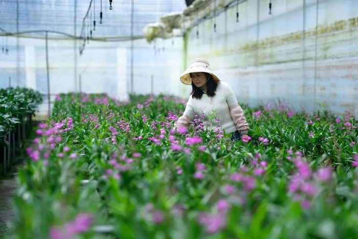 花农们在大棚里忙碌着，准备迎接鲜花销售旺季。李冉 摄（资料图）