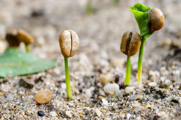 这是在云南省普洱市思茅区白沙坡咖啡试验示范基地拍摄的发芽的咖啡种子。新华社记者 孙瑞博 摄