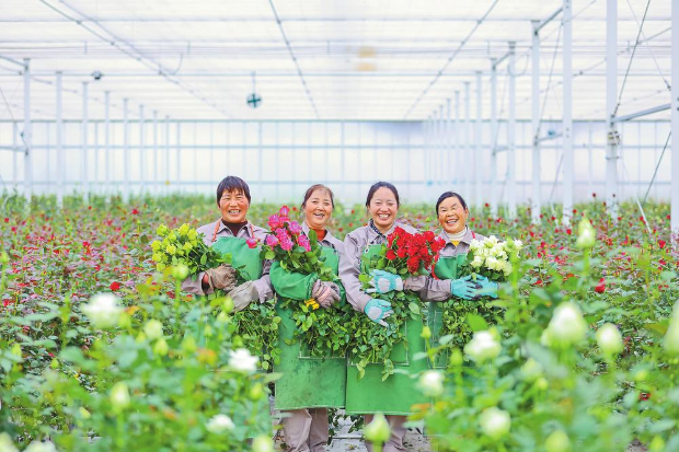 丽江现代花卉产业园内，田间组工人收获芬芳。