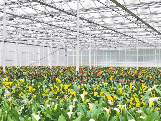 花卉产业园内的鲜花长势良好。