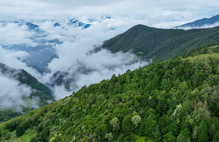  云龙天池保护区风景。云南云龙天池国家级自然保护区管护局供图