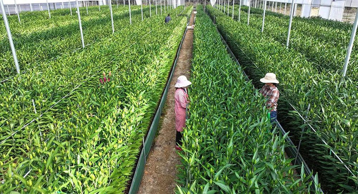 工人正在玉溪曙禾花卉有限公司的种植大棚里管护百合。曾永洪 摄（资料图）