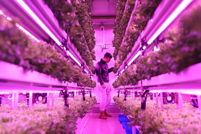 ▲在第四届多多农研大赛中，上海农科院队为植物工厂的生菜进行补光。（摄影 倪永孝）