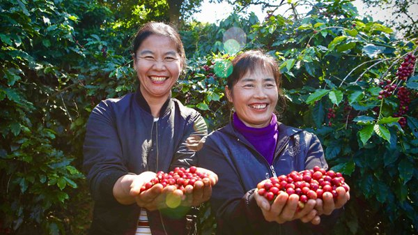 普洱市咖农采摘咖啡果。