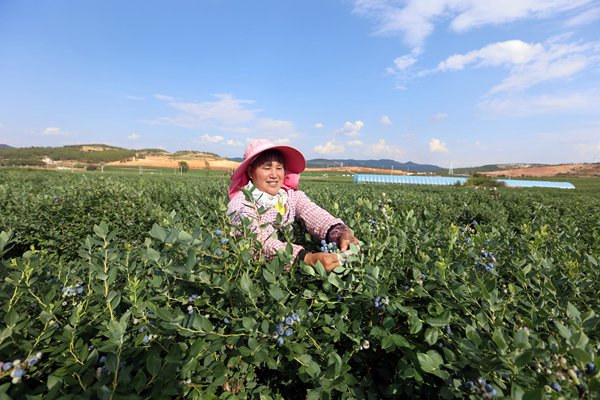 曲靖市马龙区月望乡果农采摘蓝莓。